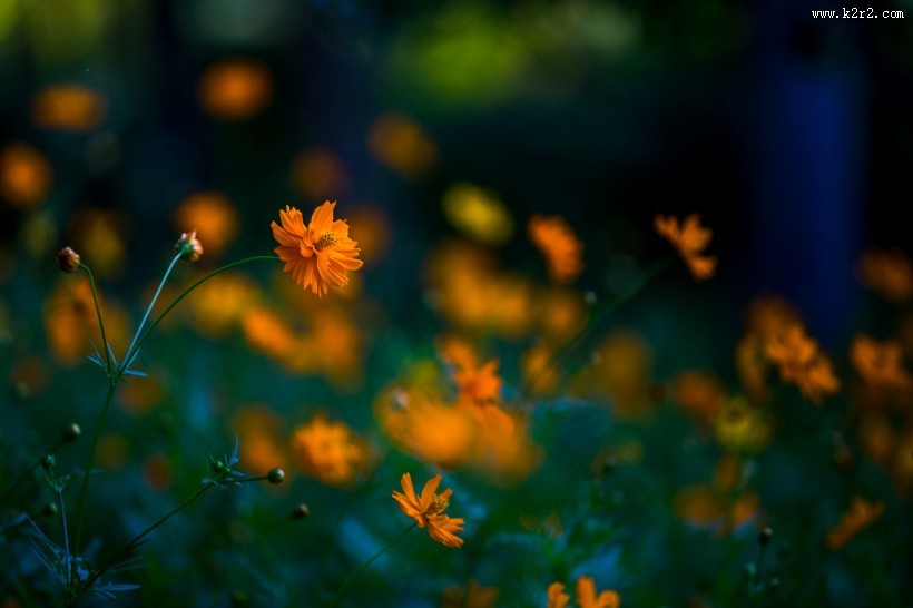 波斯菊图片大全