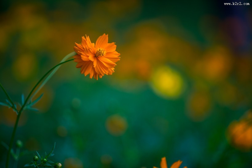 波斯菊图片大全