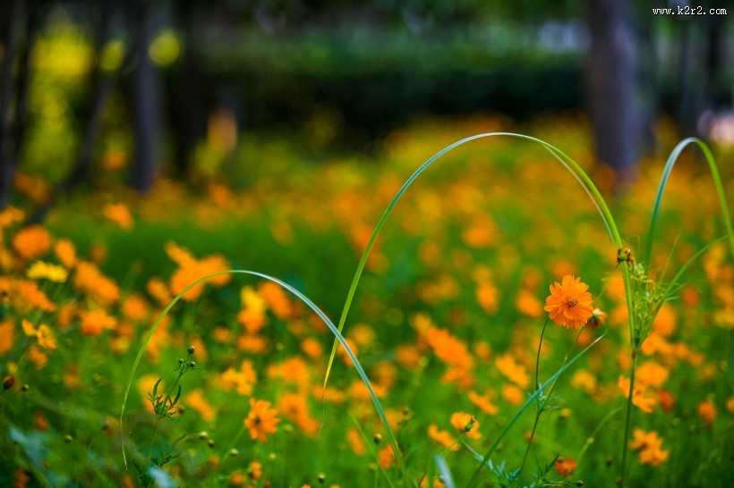 波斯菊图片大全