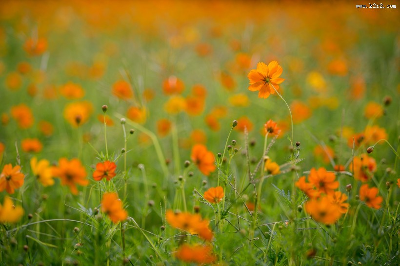 波斯菊图片大全