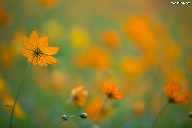 波斯菊图片大全