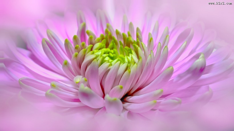 粉红的大丽花图片