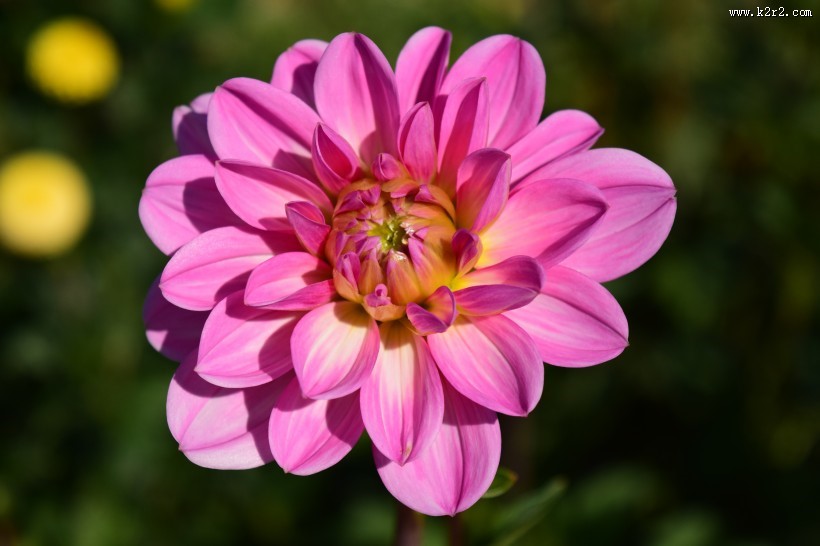 粉红的大丽花图片