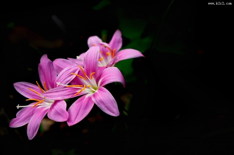 盛开的葱兰图片