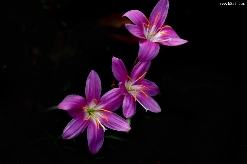 盛开的葱兰图片