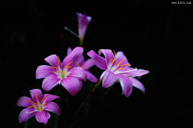 盛开的葱兰图片