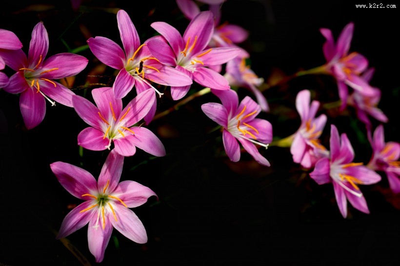 盛开的葱兰图片