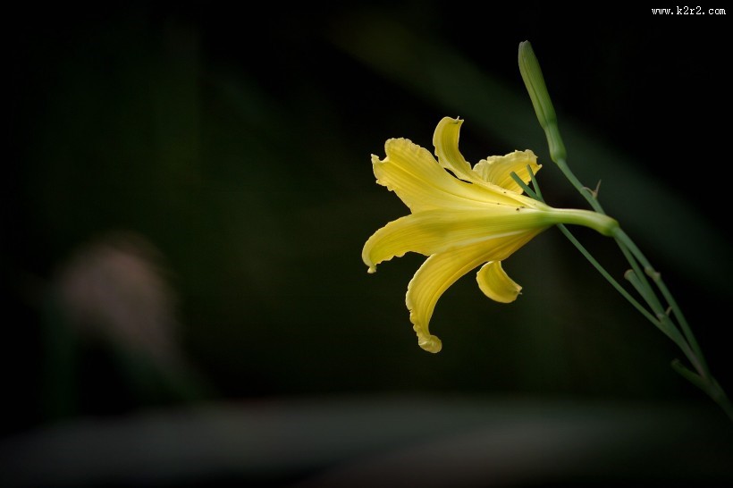 黄色萱草花图片