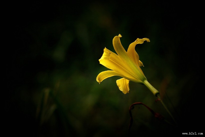 黄色萱草花图片