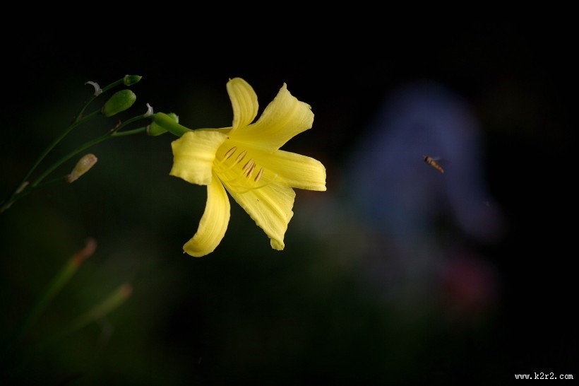 黄色萱草花图片