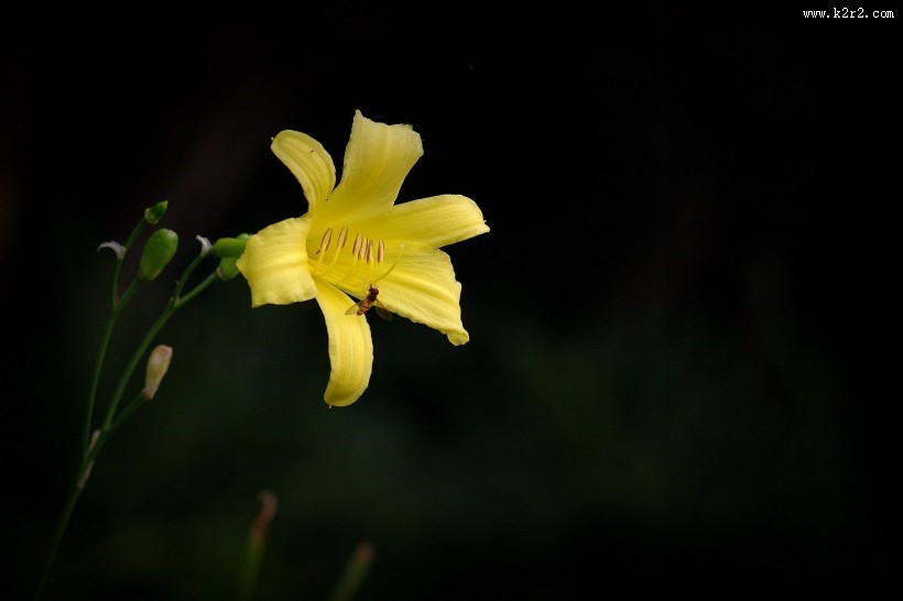 黄色萱草花图片