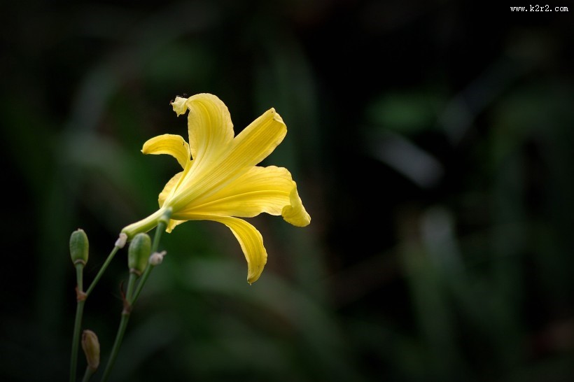 黄色萱草花图片