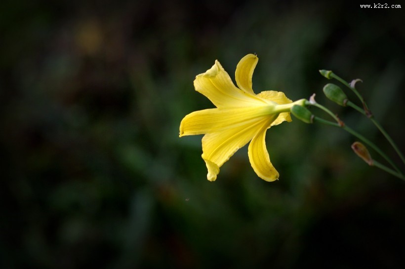 黄色萱草花图片