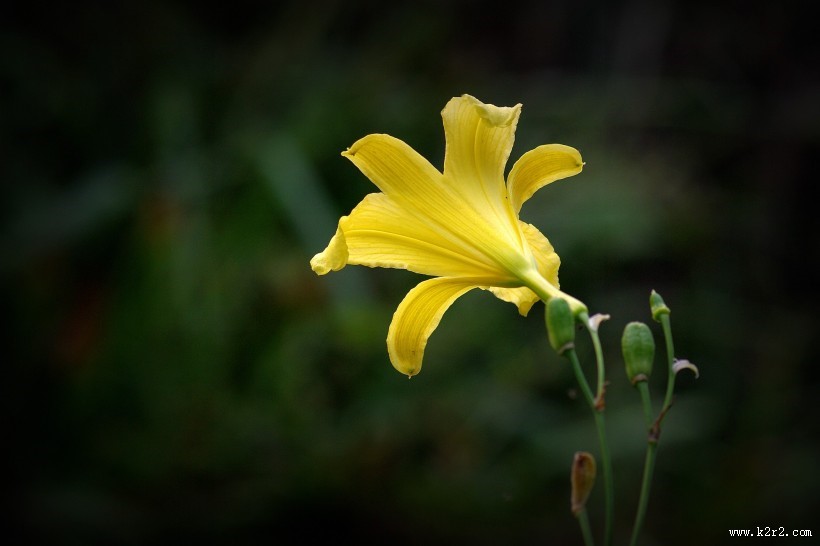 黄色萱草花图片
