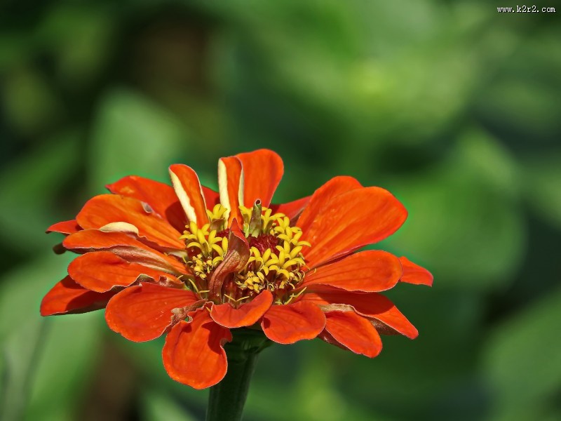 百日草图片大全