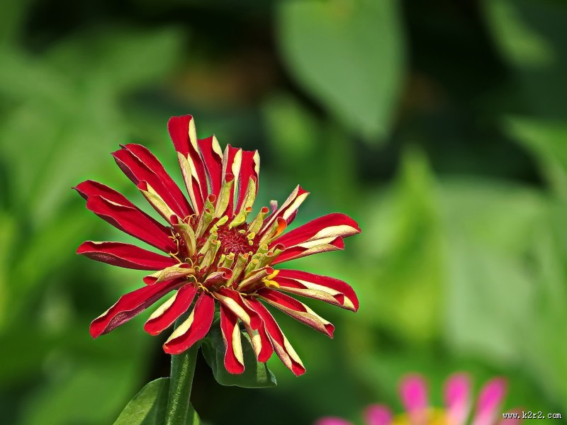 百日草图片大全