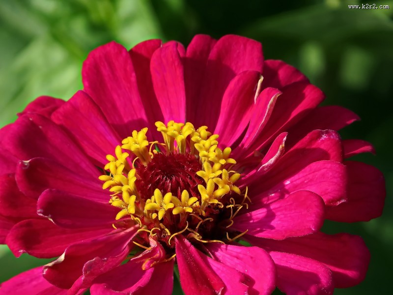 百日草图片大全