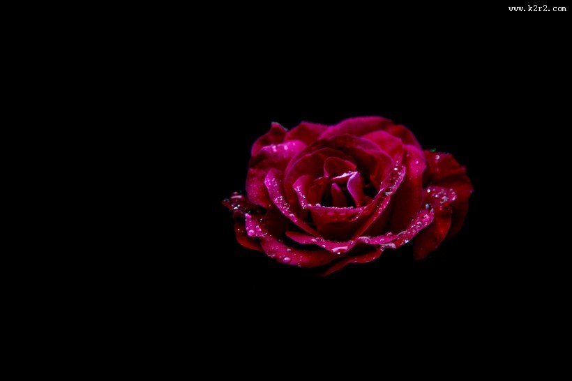 玫瑰花图片大全