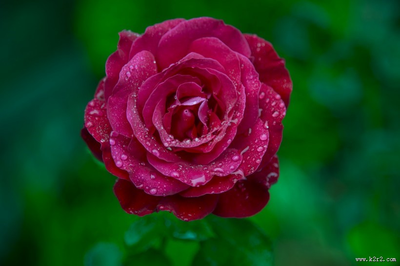 玫瑰花图片大全