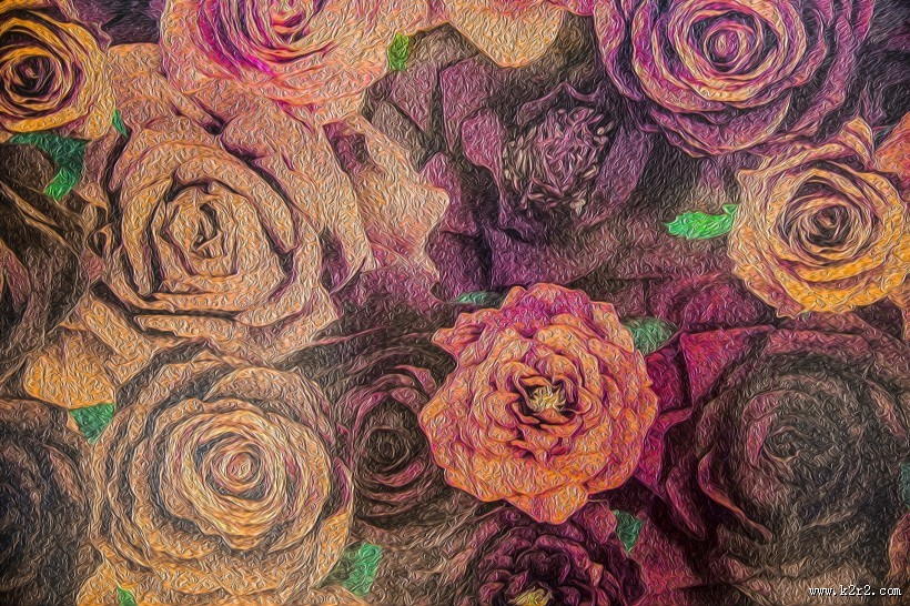 玫瑰花图片大全