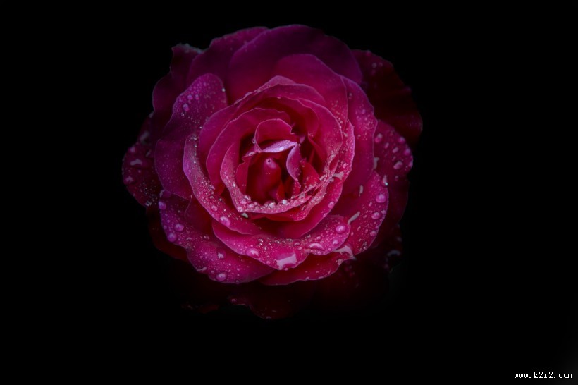 玫瑰花图片大全