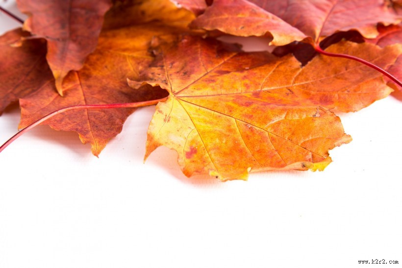 红色的枫叶图片