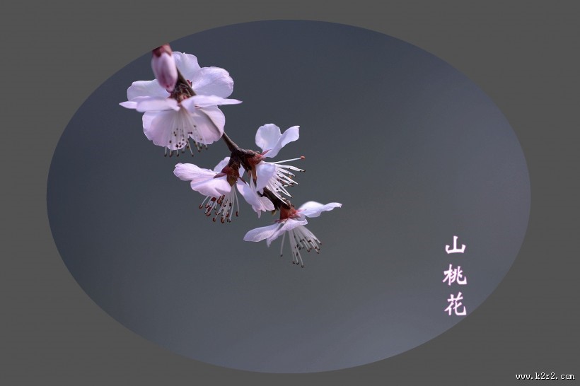 山桃花图片大全