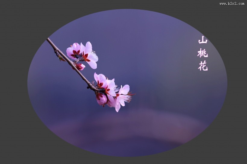 山桃花图片大全