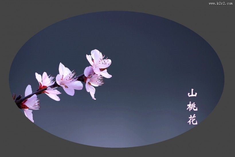 山桃花图片大全