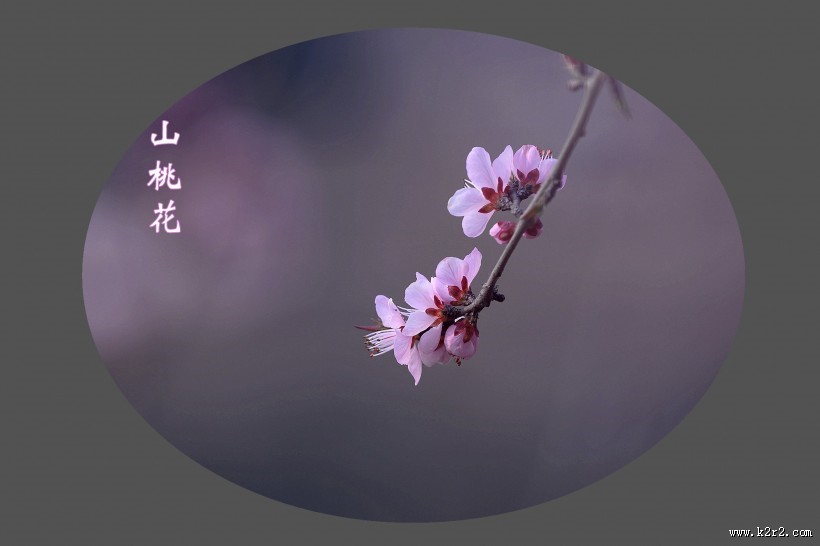 山桃花图片大全