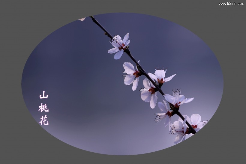 山桃花图片大全