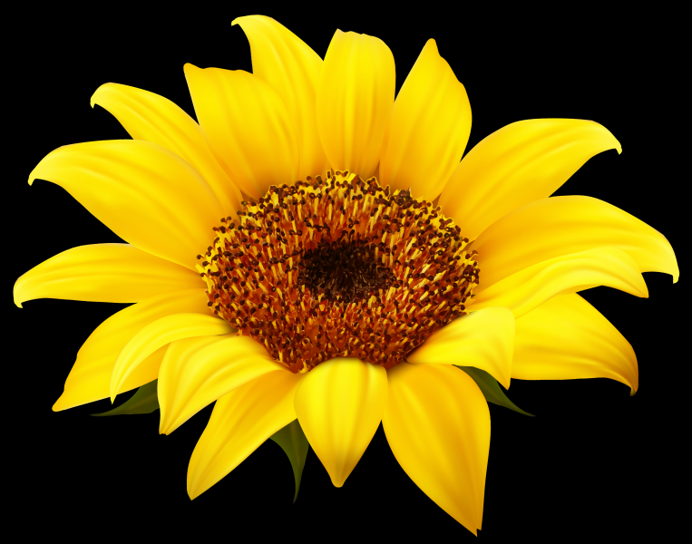 向日葵透明背景PNG图片
