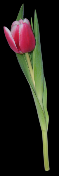 郁金香透明背景PNG图片