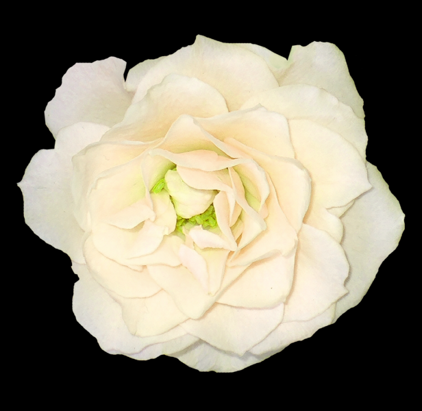 白玫瑰透明背景PNG图片