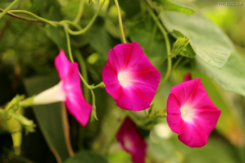 千姿百态的牵牛花图片