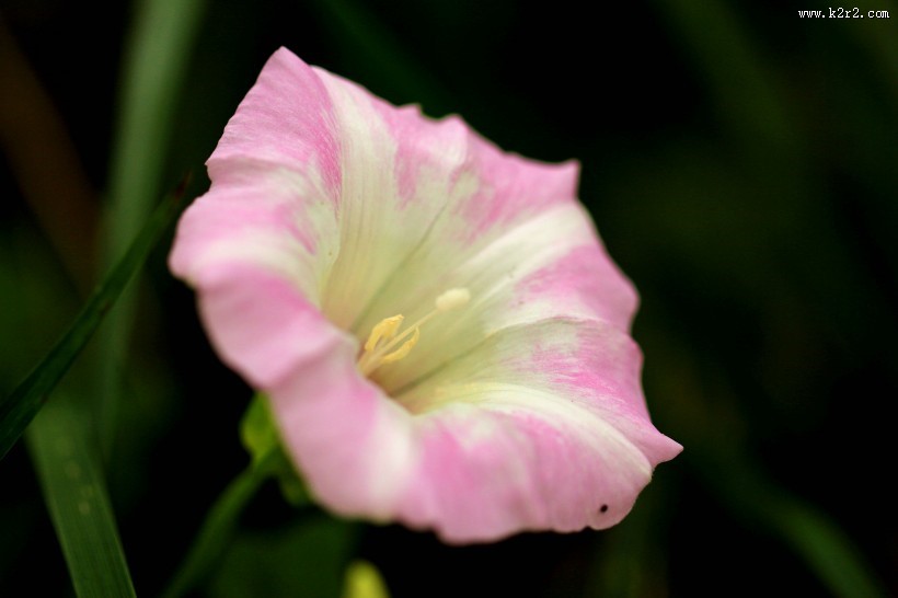 千姿百态的牵牛花图片