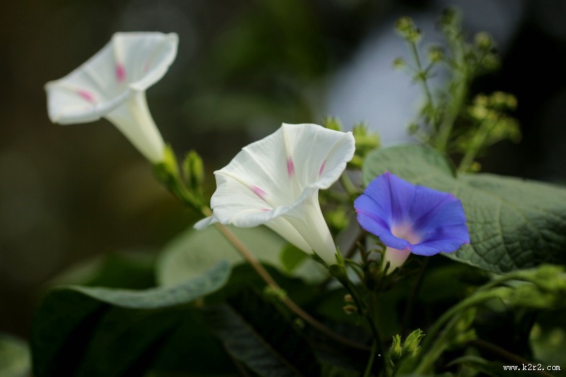 千姿百态的牵牛花图片