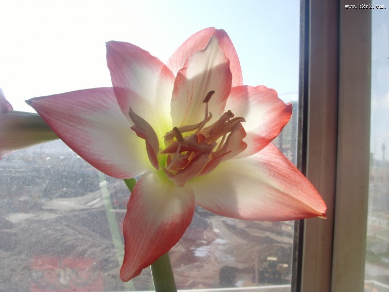 朱顶红图片大全