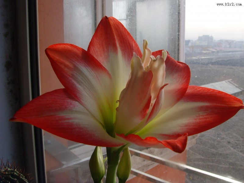 朱顶红图片大全