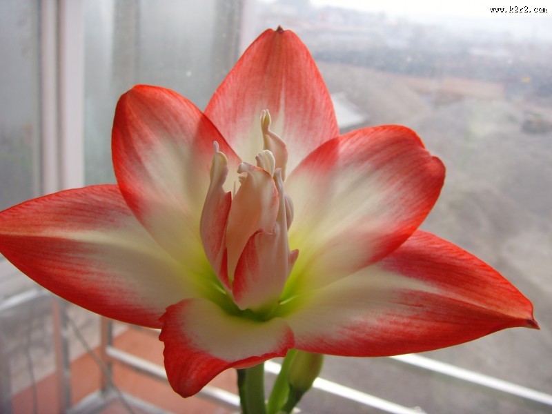 朱顶红图片大全