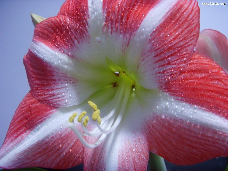 朱顶红图片大全