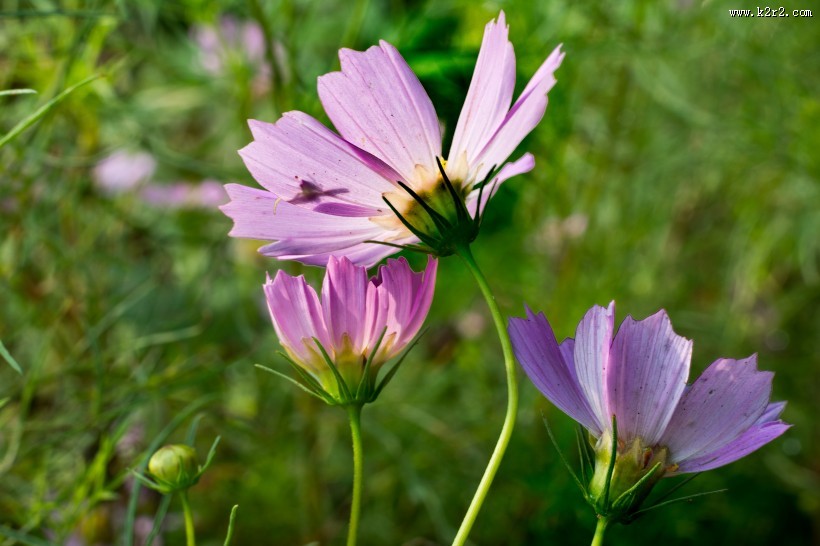 格桑花图片大全