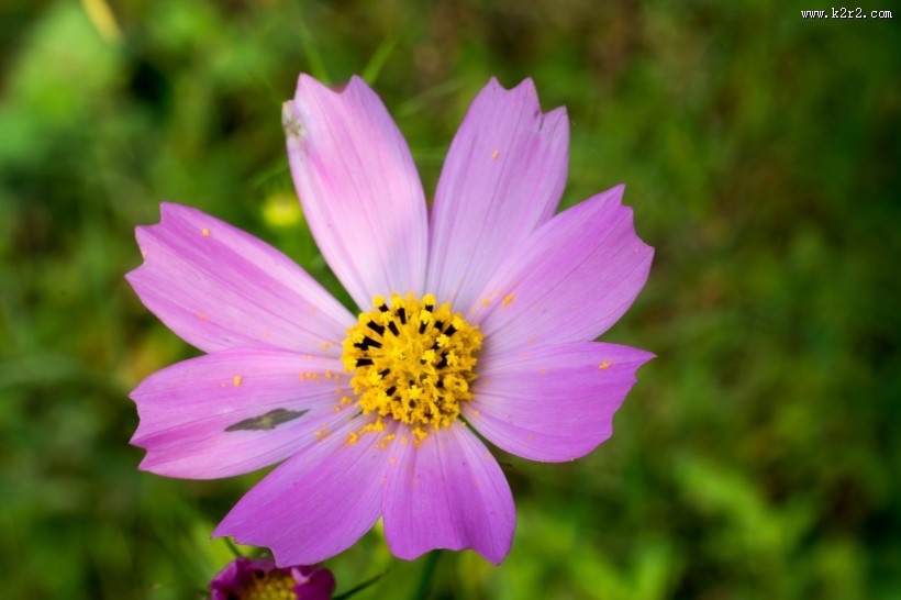 格桑花图片大全