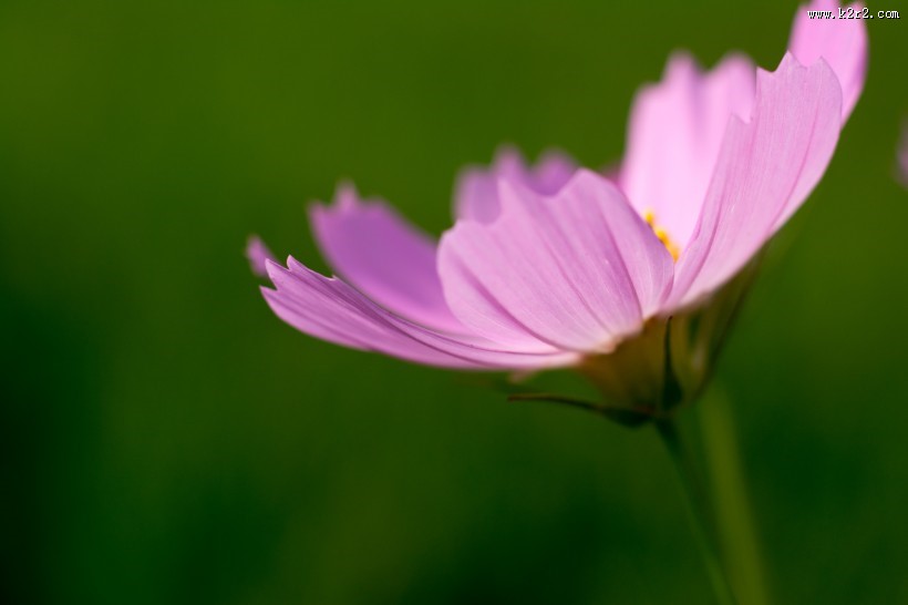 格桑花图片大全
