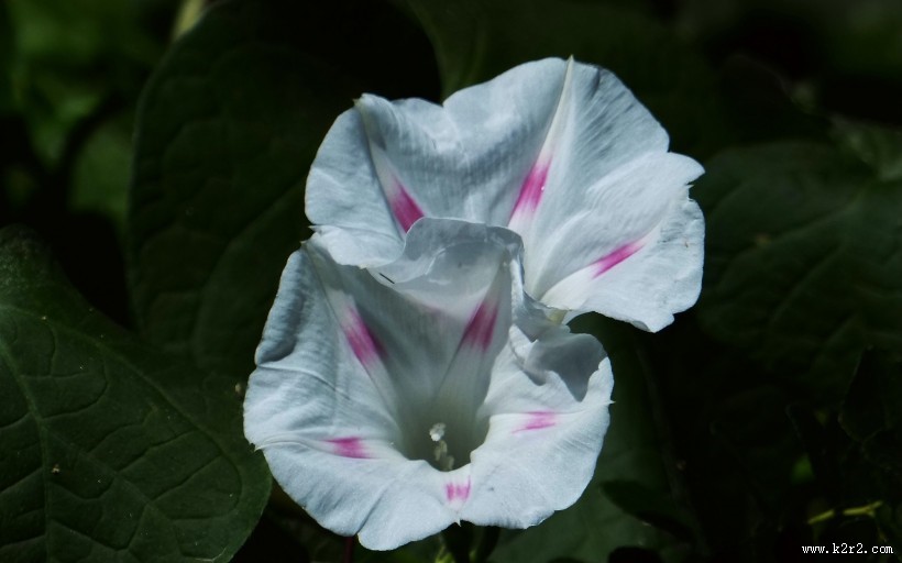 牵牛花图片大全