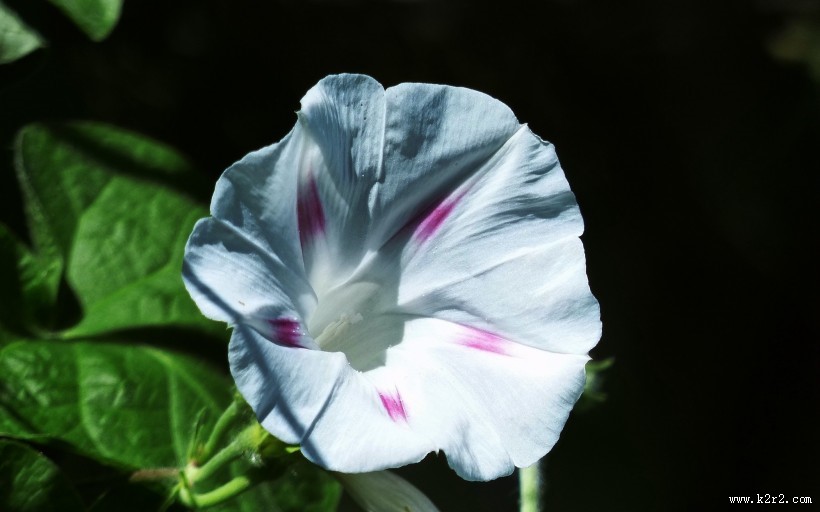 牵牛花图片大全