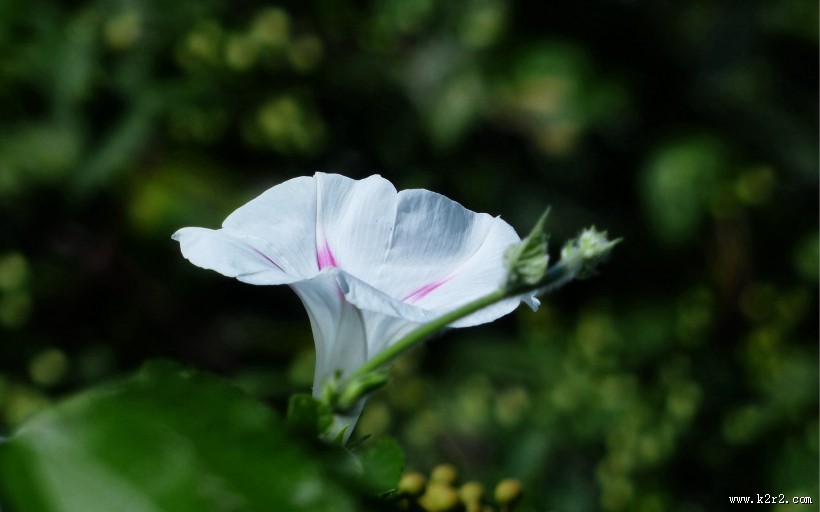 牵牛花图片大全