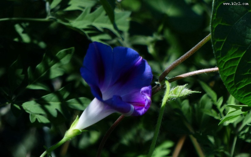 牵牛花图片大全