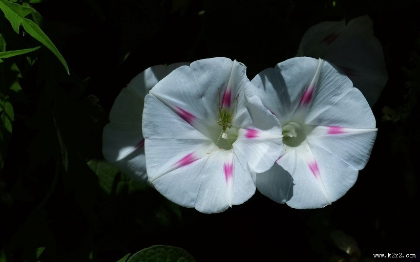 牵牛花图片大全