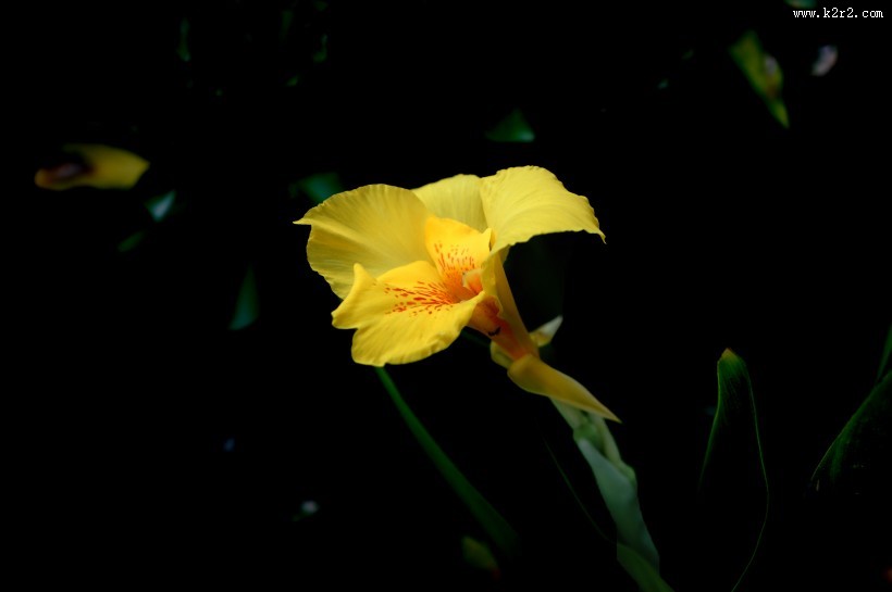 绿叶丛中的美人蕉图片